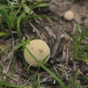 Lycoperdon sp. at QPRC LGA - 13 Jan 2024