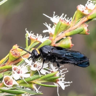 Scolia (Discolia) verticalis (Yellow-headed hairy flower wasp) at Denman Prospect, ACT - 11 Jan 2024 by Roger