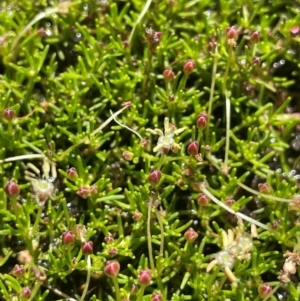 Myriophyllum lophatum at Bago State Forest - 12 Jan 2024