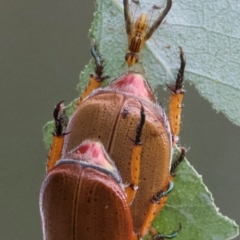 Anoplognathus porosus (Porosus Christmas beetle) at Mount Ainslie - 13 Jan 2024 by Pirom