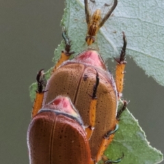 Anoplognathus porosus (Porosus Christmas beetle) at Mount Ainslie - 13 Jan 2024 by Pirom