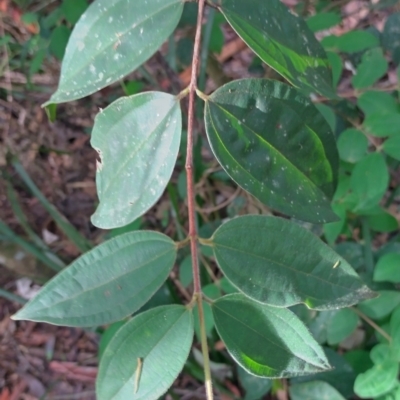 Rhodamnia rubescens (Scrub Turpentine, Brown Malletwood) at Gleniffer, NSW - 13 Jan 2024 by NJ