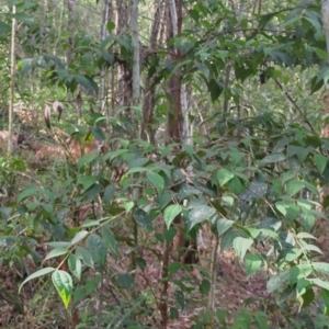 Rhodamnia rubescens at Gleniffer, NSW - suppressed