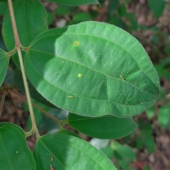 Rhodamnia rubescens at Gleniffer, NSW - suppressed