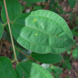 Rhodamnia rubescens at Gleniffer, NSW - 13 Jan 2024