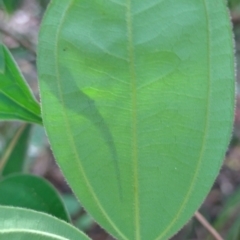 Rhodamnia rubescens at Gleniffer, NSW - suppressed