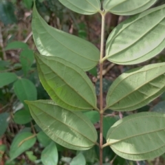 Rhodamnia rubescens at Gleniffer, NSW - suppressed