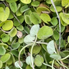 Dichondra sp. Inglewood (J.M.Dalby 86/93) Qld Herbarium (Kidney Weed) at Kosciuszko National Park - 10 Jan 2024 by JaneR