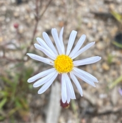 Brachyscome aculeata (Hill Daisy) at Mallacoota, VIC - 8 Dec 2023 by Tapirlord