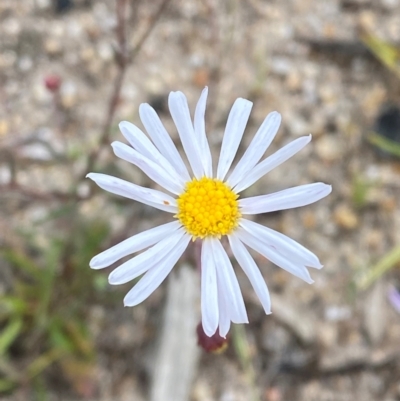 Brachyscome aculeata (Hill Daisy) at Mallacoota, VIC - 7 Dec 2023 by Tapirlord