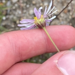 Brachyscome aculeata at Mallacoota, VIC - 8 Dec 2023