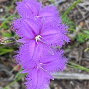 Thysanotus tuberosus subsp. tuberosus at Mallacoota, VIC - 8 Dec 2023 08:39 AM