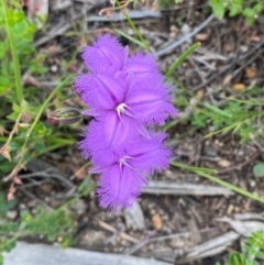 Thysanotus tuberosus subsp. tuberosus at Mallacoota, VIC - 8 Dec 2023