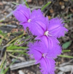 Thysanotus tuberosus subsp. tuberosus at Mallacoota, VIC - 8 Dec 2023 08:39 AM