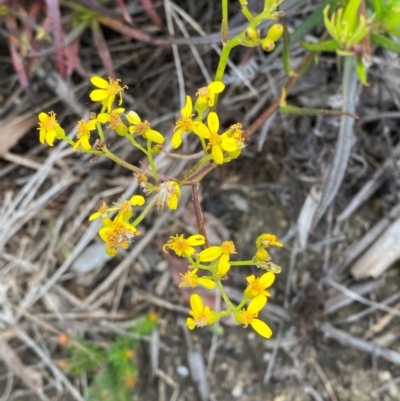 Senecio linearifolius var. denticulatus (Toothed Fireweed Groundsel) at Mallacoota, VIC - 8 Dec 2023 by Tapirlord