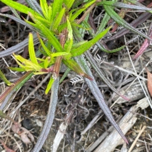 Senecio linearifolius var. denticulatus at Mallacoota, VIC - 8 Dec 2023