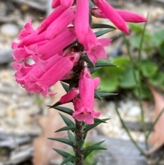 Epacris impressa (Common Heath) at Mallacoota, VIC - 8 Dec 2023 by Tapirlord