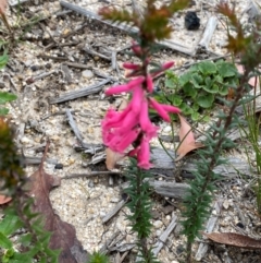 Epacris impressa at Mallacoota, VIC - 8 Dec 2023 08:38 AM