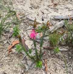 Epacris impressa at Mallacoota, VIC - 8 Dec 2023