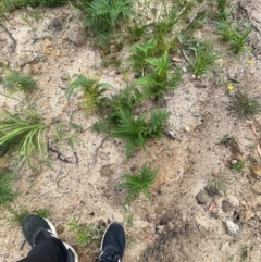 Pteridium esculentum (Bracken) at Mallacoota, VIC - 7 Dec 2023 by Tapirlord