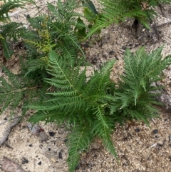 Pteridium esculentum at Mallacoota, VIC - 8 Dec 2023 08:37 AM