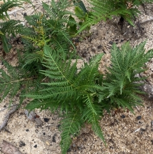 Pteridium esculentum at Mallacoota, VIC - 8 Dec 2023 08:37 AM