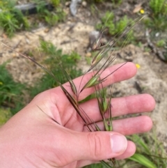 Themeda triandra (Kangaroo Grass) at Mallacoota, VIC - 8 Dec 2023 by Tapirlord