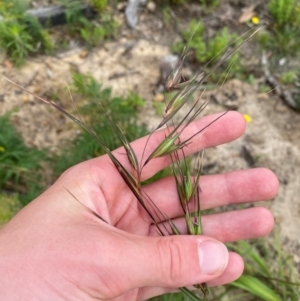 Themeda triandra at Mallacoota, VIC - 8 Dec 2023