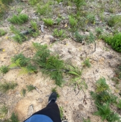 Themeda triandra at Mallacoota, VIC - 8 Dec 2023