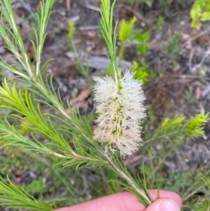 Melaleuca armillaris subsp. armillaris at Croajingolong National Park - 8 Dec 2023 08:26 AM