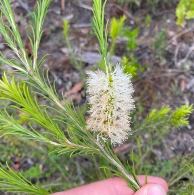 Melaleuca armillaris subsp. armillaris (Giant Honey-myrtle) at Croajingolong National Park - 8 Dec 2023 by Tapirlord