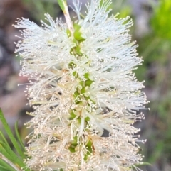Melaleuca armillaris subsp. armillaris at Croajingolong National Park - 8 Dec 2023