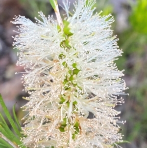 Melaleuca armillaris subsp. armillaris at Croajingolong National Park - 8 Dec 2023 08:26 AM