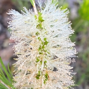 Melaleuca armillaris subsp. armillaris at Croajingolong National Park - 8 Dec 2023