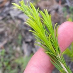 Melaleuca armillaris subsp. armillaris at Croajingolong National Park - 8 Dec 2023