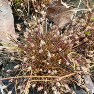 Centrolepis fascicularis at Croajingolong National Park - 8 Dec 2023