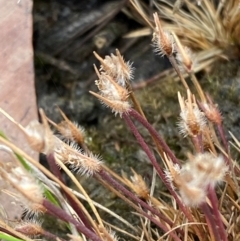 Centrolepis fascicularis at Croajingolong National Park - 8 Dec 2023