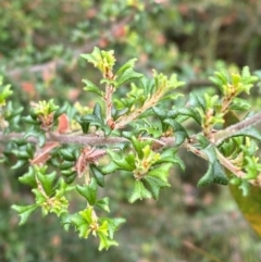 Pultenaea scabra (Rough Bush-pea) at Croajingolong National Park - 7 Dec 2023 by Tapirlord