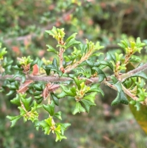 Pultenaea scabra at Croajingolong National Park - 8 Dec 2023