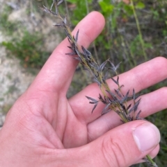 Schoenus melanostachys (Black Bog-rush) at Croajingolong National Park - 7 Dec 2023 by Tapirlord