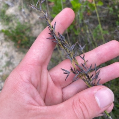 Schoenus melanostachys (Black Bog-rush) at Wingan River, VIC - 7 Dec 2023 by Tapirlord