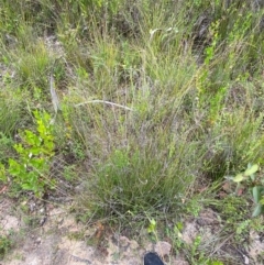 Schoenus melanostachys at Croajingolong National Park - 8 Dec 2023