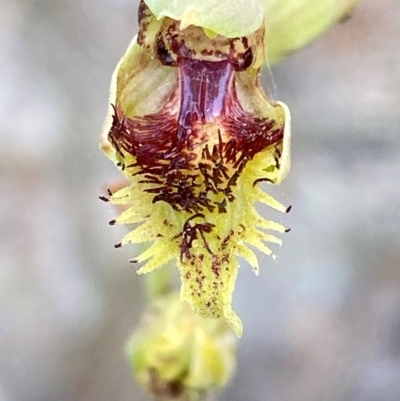 Calochilus herbaceus (Pale Beard Orchid) at Wingan River, VIC - 7 Dec 2023 by Tapirlord