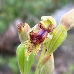 Calochilus herbaceus at Croajingolong National Park - 8 Dec 2023