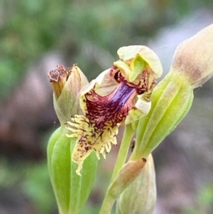 Calochilus herbaceus at Croajingolong National Park - 8 Dec 2023