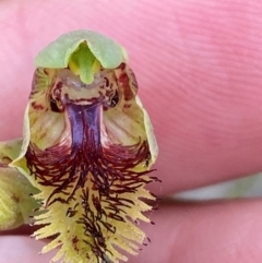 Calochilus herbaceus at Croajingolong National Park - 8 Dec 2023