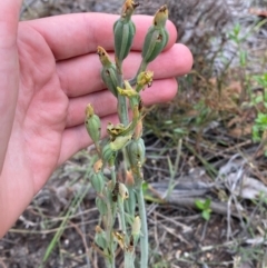 Calochilus herbaceus at Croajingolong National Park - 8 Dec 2023