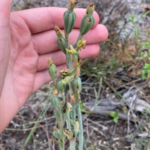 Calochilus herbaceus at Croajingolong National Park - 8 Dec 2023