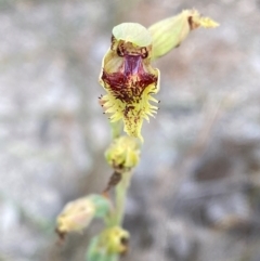 Calochilus herbaceus at Croajingolong National Park - 8 Dec 2023