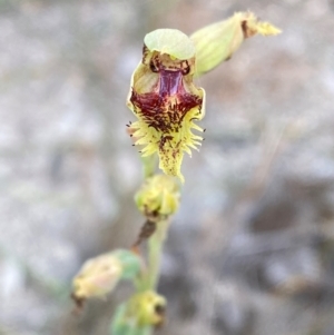 Calochilus herbaceus at Croajingolong National Park - 8 Dec 2023